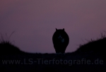 24 Lichtspiele